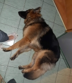 vom Trojangold, hodowla Owczarków Niemieckich Długowłosych