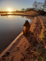 vom Trojangold, hodowla Owczarków Niemieckich Długowłosych