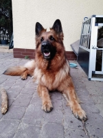 vom Trojangold, hodowla Owczarków Niemieckich Długowłosych