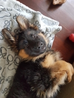 vom Trojangold, hodowla Owczarków Niemieckich Długowłosych