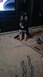 vom Trojangold, hodowla Owczarków Niemieckich Długowłosych