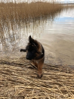 vom Trojangold, hodowla Owczarków Niemieckich Długowłosych