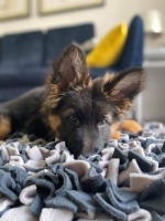 vom Trojangold, hodowla Owczarków Niemieckich Długowłosych