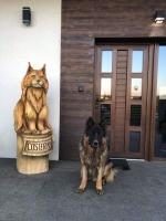 vom Trojangold, hodowla Owczarków Niemieckich Długowłosych