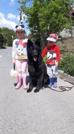 vom Trojangold, hodowla Owczarków Niemieckich Długowłosych