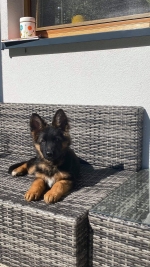 vom Trojangold, hodowla Owczarków Niemieckich Długowłosych