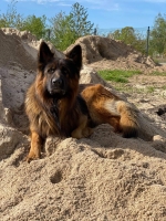 vom Trojangold, hodowla Owczarków Niemieckich Długowłosych