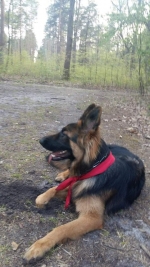 vom Trojangold, hodowla Owczarków Niemieckich Długowłosych