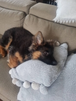 vom Trojangold, hodowla Owczarków Niemieckich Długowłosych