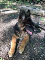 vom Trojangold, hodowla Owczarków Niemieckich Długowłosych