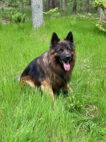 vom Trojangold, hodowla Owczarków Niemieckich Długowłosych