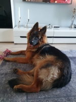 vom Trojangold, hodowla Owczarków Niemieckich Długowłosych