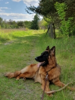 vom Trojangold, hodowla Owczarków Niemieckich Długowłosych