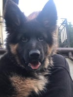 vom Trojangold, hodowla Owczarków Niemieckich Długowłosych