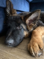 vom Trojangold, hodowla Owczarków Niemieckich Długowłosych