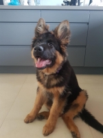 vom Trojangold, hodowla Owczarków Niemieckich Długowłosych