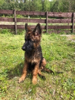 vom Trojangold, hodowla Owczarków Niemieckich Długowłosych