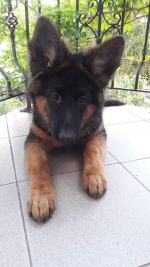 vom Trojangold, hodowla Owczarków Niemieckich Długowłosych