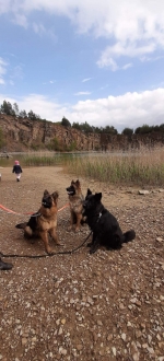 vom Trojangold, hodowla Owczarków Niemieckich Długowłosych
