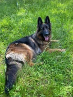 vom Trojangold, hodowla Owczarków Niemieckich Długowłosych