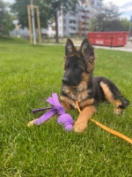 vom Trojangold, hodowla Owczarków Niemieckich Długowłosych