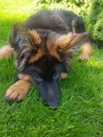 vom Trojangold, hodowla Owczarków Niemieckich Długowłosych