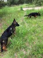 vom Trojangold, hodowla Owczarków Niemieckich Długowłosych