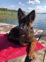 vom Trojangold, hodowla Owczarków Niemieckich Długowłosych