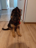 vom Trojangold, hodowla Owczarków Niemieckich Długowłosych