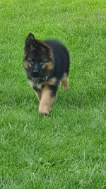 vom Trojangold, hodowla Owczarków Niemieckich Długowłosych