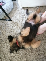 vom Trojangold, hodowla Owczarków Niemieckich Długowłosych