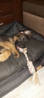 vom Trojangold, hodowla Owczarków Niemieckich Długowłosych