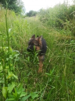 vom Trojangold, hodowla Owczarków Niemieckich Długowłosych