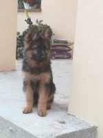 vom Trojangold, hodowla Owczarków Niemieckich Długowłosych