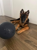 vom Trojangold, hodowla Owczarków Niemieckich Długowłosych