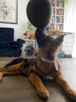 vom Trojangold, hodowla Owczarków Niemieckich Długowłosych