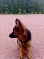 vom Trojangold, hodowla Owczarków Niemieckich Długowłosych