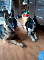 vom Trojangold, hodowla Owczarków Niemieckich Długowłosych