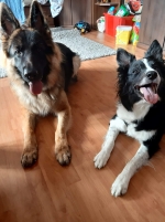 vom Trojangold, hodowla Owczarków Niemieckich Długowłosych