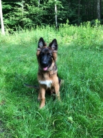 vom Trojangold, hodowla Owczarków Niemieckich Długowłosych