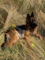 vom Trojangold, hodowla Owczarków Niemieckich Długowłosych