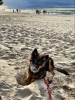 vom Trojangold, hodowla Owczarków Niemieckich Długowłosych