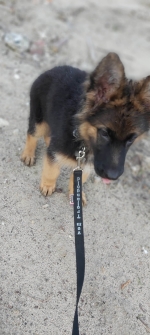 vom Trojangold, hodowla Owczarków Niemieckich Długowłosych