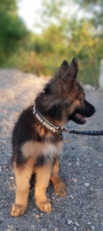 vom Trojangold, hodowla Owczarków Niemieckich Długowłosych