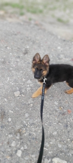 vom Trojangold, hodowla Owczarków Niemieckich Długowłosych