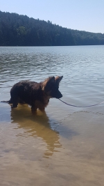 vom Trojangold, hodowla Owczarków Niemieckich Długowłosych