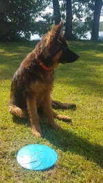 vom Trojangold, hodowla Owczarków Niemieckich Długowłosych