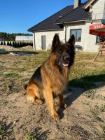 vom Trojangold, hodowla Owczarków Niemieckich Długowłosych