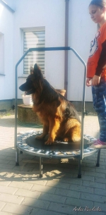 vom Trojangold, hodowla Owczarków Niemieckich Długowłosych