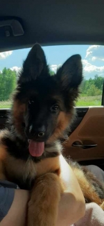 vom Trojangold, hodowla Owczarków Niemieckich Długowłosych